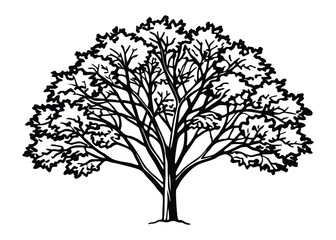 Obraz premium Silhouette of poplar tree isolated on a white background