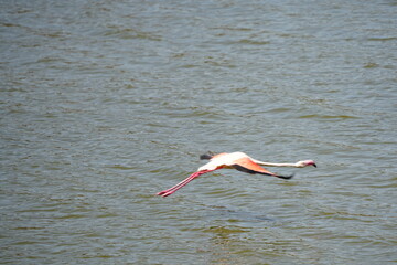 flamingos in the lake of arusha national park tanzania
