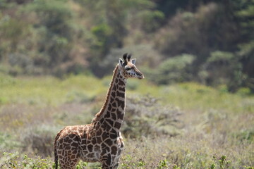 portrait of a baby giraffe in arusha national park tanzania
