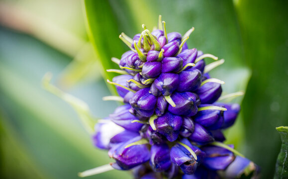 Close-up of a purple Dichorisandra thyrsiflora bloom