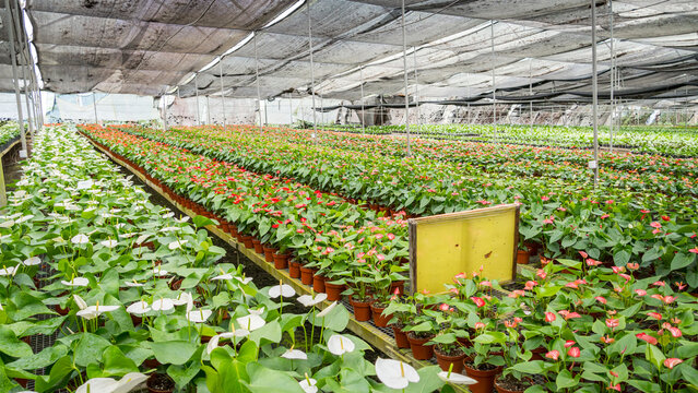 Expansive greenhouse growing vibrant Anthurium andraeanum plants