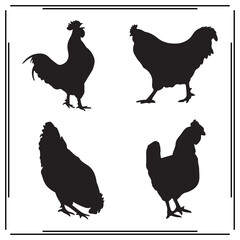Chickens silhouette, Chickens illustration , Chickens clipart, Chickens vector , Chickens icon , black Chicken, Chickens illustration on white background, Chickens vector illustration , 					