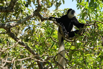 Black-and-White Colobus Monkey in Tree Canopy – Arusha, Tanzania