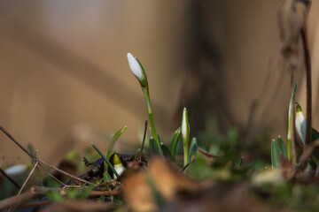 Spring white flower Snowdrop - Galanthus in wild forest