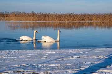 Dzika przyroda, łabędzie © MagicEarthPlanet