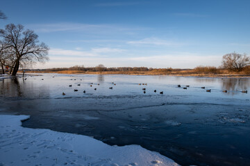 Kaczki © MagicEarthPlanet