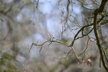 atmospheric image of tree branches with surprising bokeh background