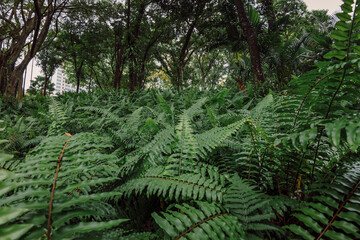 Fern foliage  in tropical park or rain forest
