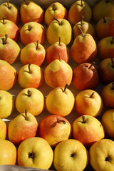 ripe pears as a food background.  aromatic pear like texture. the concept of collecting organic and natural products from one's own garden