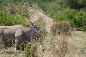 portrait of a waterbuck in tarangire national park tanzania