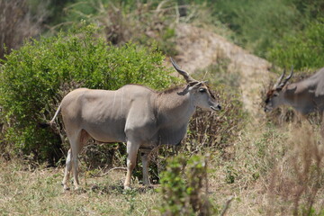 portrait of a waterbuck in tarangire national park tanzania
