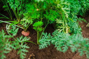Carrots grow in the field