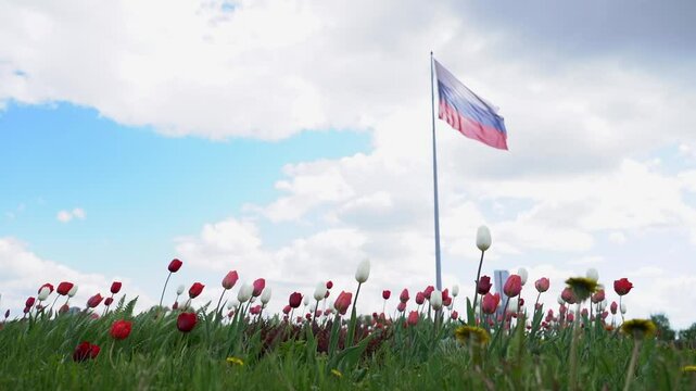 Moscow May 09 2024, Polonia Mountain, flag of the Russian Federation against the background of flower beds with multi -colored tulips, selective focus. Victory Day