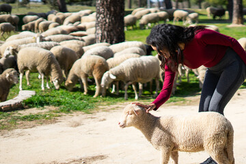 Young Latin woman caressing lamb in meadow with grazing sheep flock