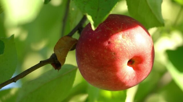 A red apple hanging from a tree. The apple is ripe and ready to be picked. The tree is full of green leaves and branches