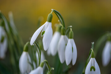 White snowdrops blooming
