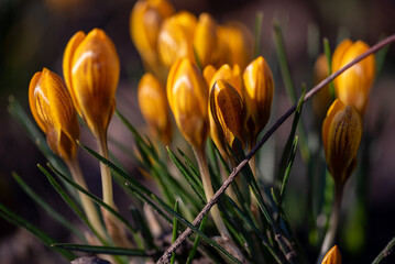 Crocuses in bloom