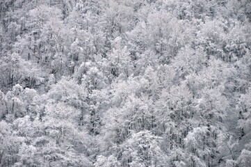 trees covered with snow and frost