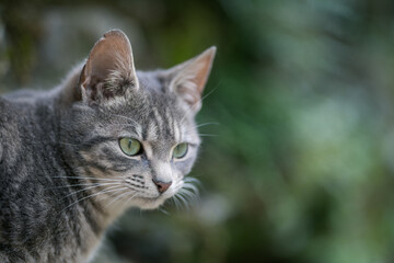 Gray cat with green eyes on blurred background. Selective focus.