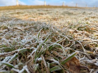 grass in the snow