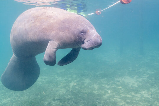 Manatee resting in river near buoy barricade