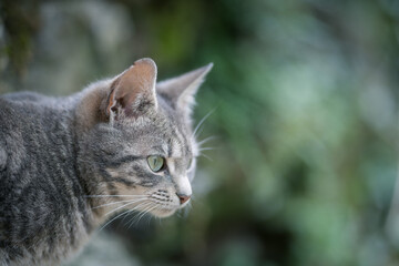 Gray cat with green eyes on blurred background. Selective focus.