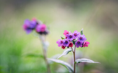 Lungwort, springtime purple flower in the meadow. Shallow depth of field.