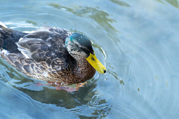 Swimming duck in the lake