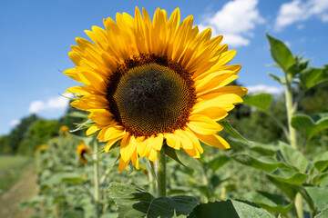 Sunflower on sunny day with blue sky in summer 