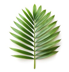 Isolated Palm Leaf 