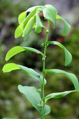 In the spring forest grows multifloral plant Polygonatum multiflorum