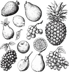 Vintage hand-drawn fruit illustration with engraved botanical details featuring pineapple grapes pear apple and citrus perfect for organic food branding and retro designs