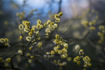 Blossoming willow branches on dark background, 