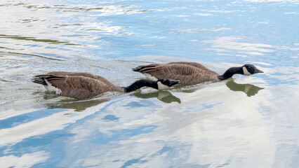 A pair of Canada geese foraging in the water.