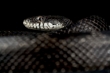 Black ratsnake (Pantherophis obsoletus obsoletus)