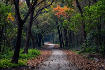 Fototapeta premium A winding path through a forest in the daytime. Fallen leaves cover the ground. Peaceful and tranquil atmosphere.