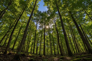 Naklejka premium Sun shining through tall trees in a lush green forest. Perfect for nature themes.