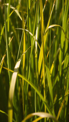 In autumn the grass begins to turn yellow. Close-up
