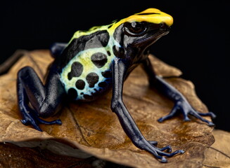 Dying Dart frog (Dendrobates tinctorius) "Robertus"