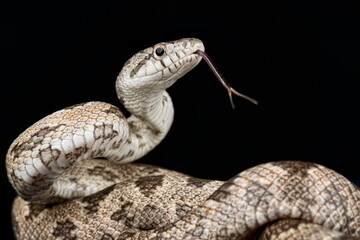 Gray ratsnake (Pantherophis spiloides)