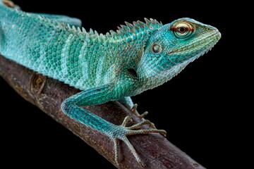 Green forest lizard (Calotes calotes)