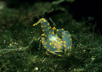 Ascidian Shrimp, or tunicate shrimp, (Pontonia aka Ascidonia Flavomaculata). This tiny transparent-bodied shrimp lives inside sea squirts. Alghero, Sardinia. Italy
