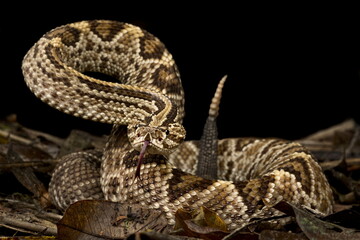 Guianan Rattlesnake (Crotalus durissus durissus)