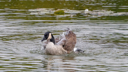 Fototapeta premium Canada goose cleaning and flapping wings in the water.