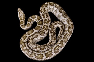 Souther Plains Ratsnake (Pantherophis emoryi meahllmorum)