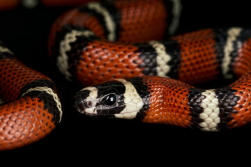 Stuart's Milk Snake (Lampropeltis triangulum stuarti)