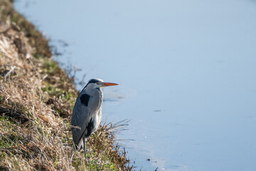 Hoi beiden, hartelijk dank dat je dit hebt opgepakt, Erik.

A big bird grey heron on the wildlife foliage beside water where it lives and hunts caught its usual prey, a fish. Ardea cinerea is a large 