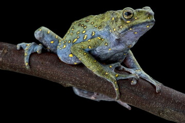 Yellow-spotted tree toad (Rentapia flavomaculata)