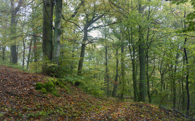 Buchenwald im Frühherbst mildes weiches Licht, grünes Laub