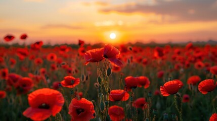 Sunset Poppy Field: A Serene Landscape of Red Blooms